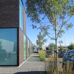 bedrijfstuin-Duffel-modern-boom-grassen